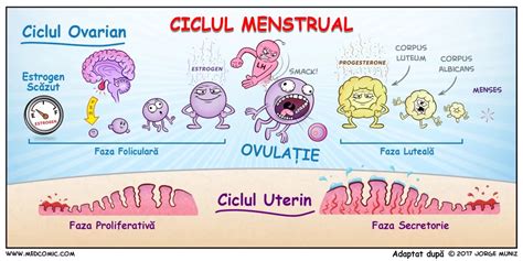 faza foliculara|Fazele ciclului menstrual